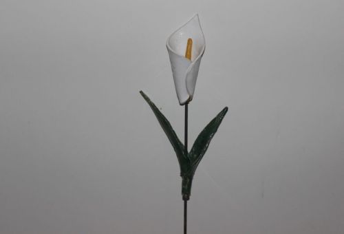 Calla